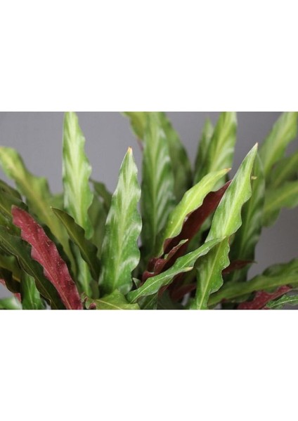 Calathea Rufibarba Ev Ofis Bitkisi Kalatya