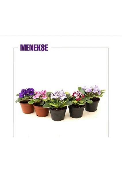 Mini Menekşe 5'li Set 10,5 cm