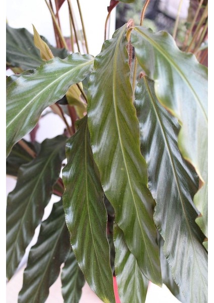Kalatya - Calathea Rufibarba Wavestar - İthal 50-60 cm