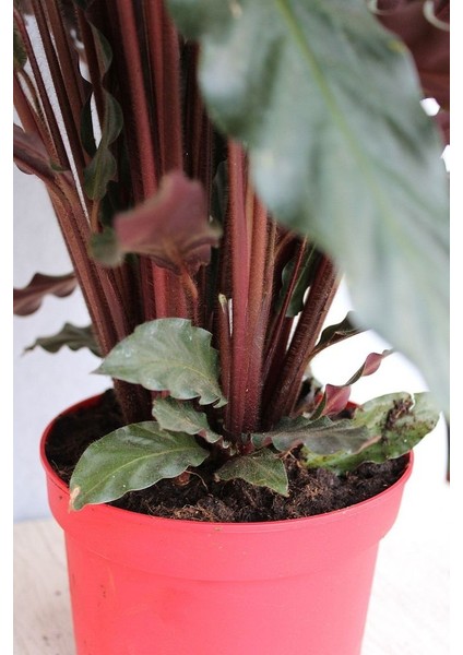 Kalatya - Calathea Rufibarba Wavestar - İthal 50-60 cm