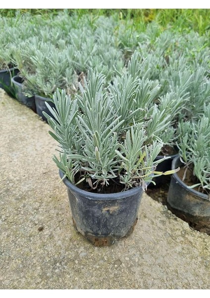 Lavandula Angustifolia Fidesi Saksıda 10-15 Cm 5 Adet