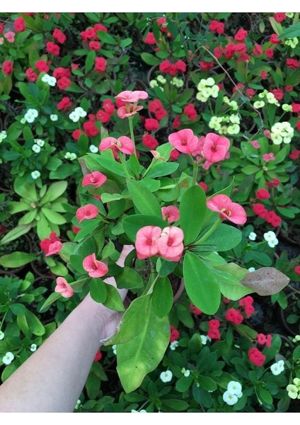 Dikenler Tacı Çiçekli İthal Hollanda Milli (Somon)