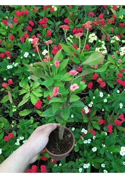 Dikenler Tacı Çiçekli İthal Hollanda Milli (Somon) fiyatları