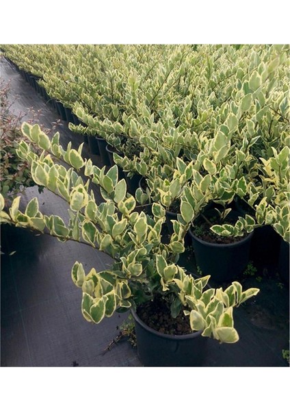 Alaca Yapraklı Ligustrum Fidesi Saksıda 15-30 cm