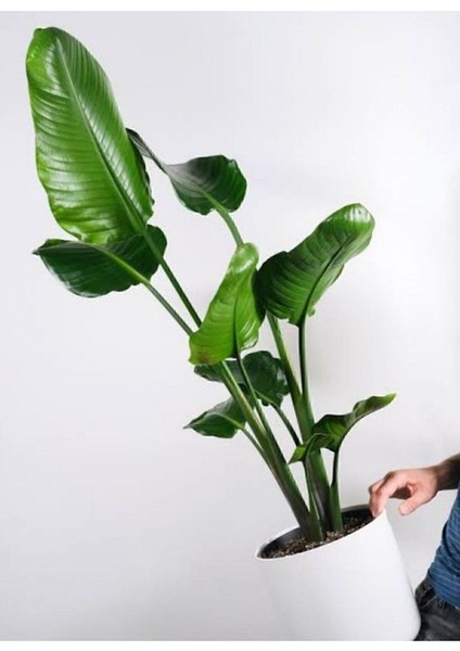Strelitzia Starliçe 80-110 cm Boyunda Çift Gövdeli Salon İç Mekan Bitkisi