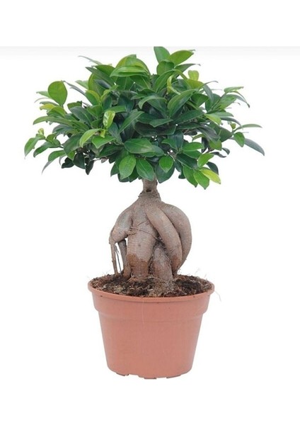 Bonsai 25 -30 cm Canlı Ev Salon Ofis Bitkisi