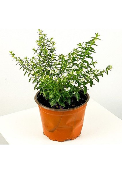 Cennet Çiçeği 2 Adet Saksıda