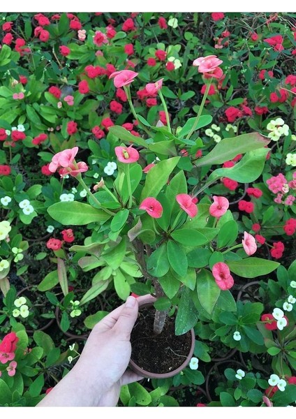 Dikenler Tacı Çiçekli İthal Hollanda Milli (Somon) modelleri