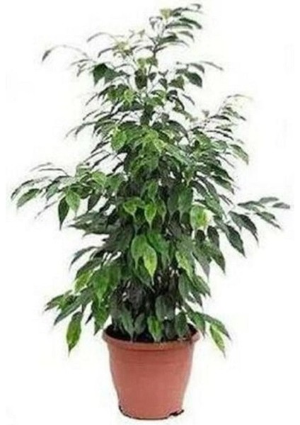 Benjamin Bitkisi 60 - 80 cm Ficus Benjamina Ofis Ev Salon Bitkisi