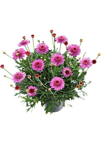 Thebestonline Argyranthemum Çeşme Papatyası 1 Adet