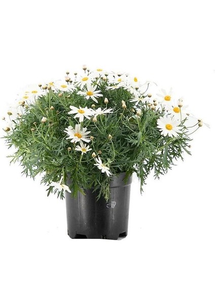 Thebestonline Argyranthemum Çeşme Papatyası 1 Adet
