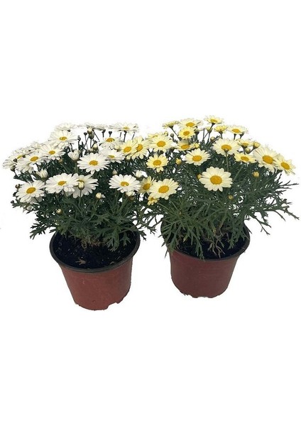 Argyranthemum Çeşme Papatyası 3 Adet
