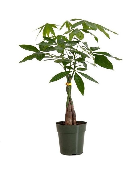 Pachira Para Ağacı 40-50 cm