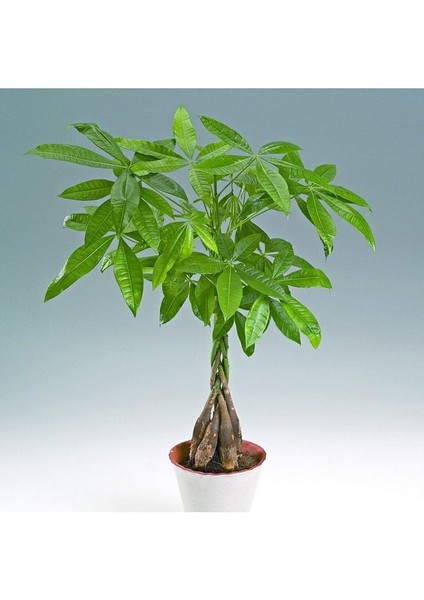 Pachira Para Ağacı 40-50 cm