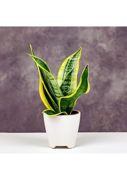 Sansevieria - Paşa Kılıcı - Peygamber Kılıcı Bitkisi 20-30 cm