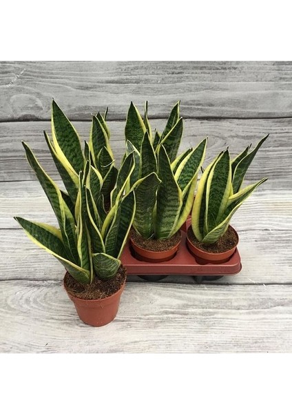 Sansevieria - Paşa Kılıcı - Peygamber Kılıcı Bitkisi 20-30 cm