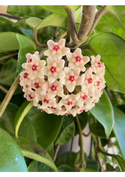 Mum Çiçeği Beyaz Renk (Hoya Carnosa) Kokulu