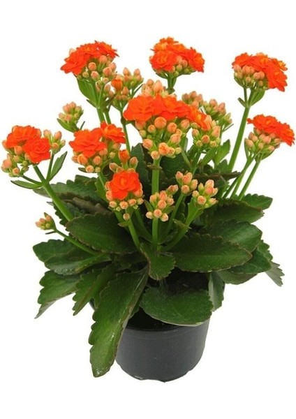 Turuncu Çiçekli Kalanşo ( Kalanchoe ) Çiçeği Ithal Büyük Boy