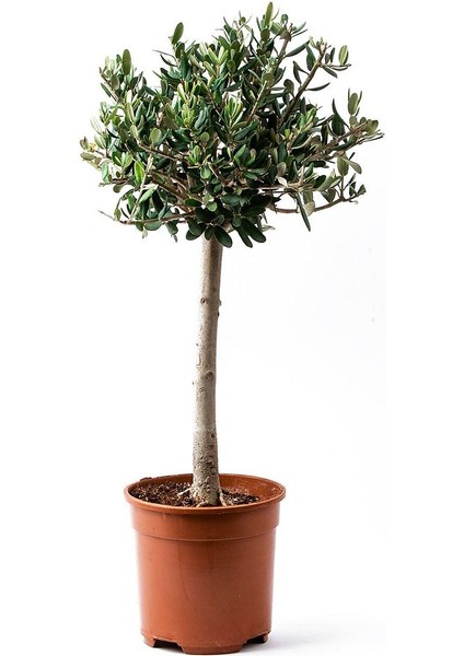 Tijli Zeytin Ağacı Büyük Boy Bonsai