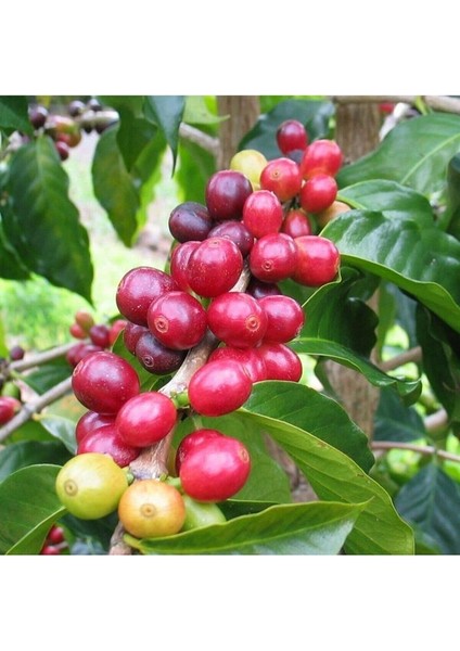 Tüplü Coffea Arabica Kahve Ağacı Fidanı Mini Saksıda (5-15 Cm)