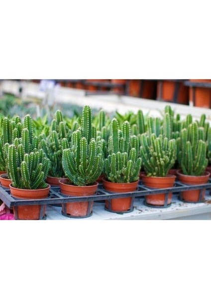 Radyasyon Emici Kaktüs Bol Yavrulu Cereus Fairy Castle Cactus (Açıklama Kısmını Okuyunuz) fiyatları