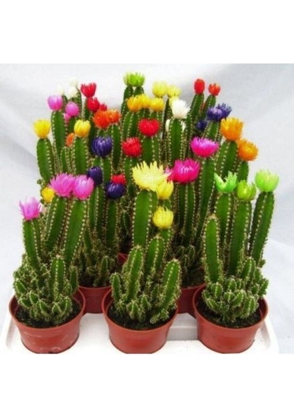 Radyasyon Emici Kaktüs Bol Yavrulu Cereus Fairy Castle Cactus (Açıklama Kısmını Okuyunuz) modelleri