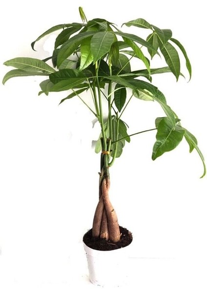 Pachira Para Ağacı 50 cm