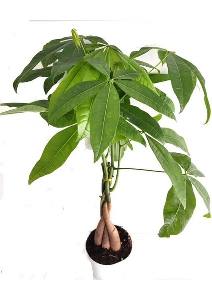 Pachira Para Ağacı 50 cm