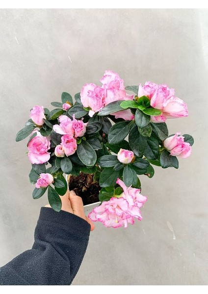 Pembe Çiçekli Açelya Bitkisi Azalea fiyatları