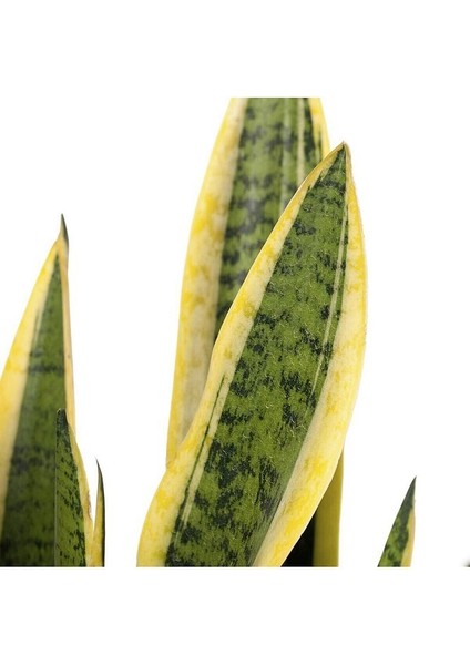 Sansevieria - Paşa Kılıcı - Peygamber Kılıcı Bitkisi 30-40 cm fiyatları