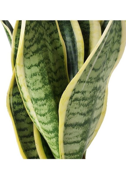 Sansevieria - Paşa Kılıcı - Peygamber Kılıcı Bitkisi 30-40 cm modelleri