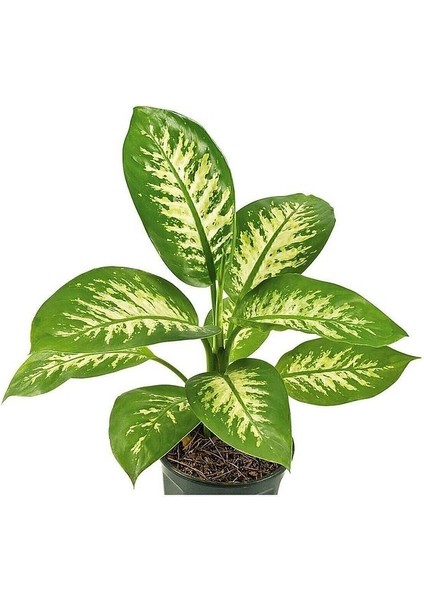 Dieffenbachia - Difenbahya Tropic Snow 40-50 cm Boyunda Üretim Saksısında fiyatları