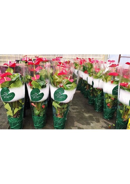 Thebestonline Sevgililer Gününe, Sevgiliye Özel Kırmızı Antoryum, Süslü