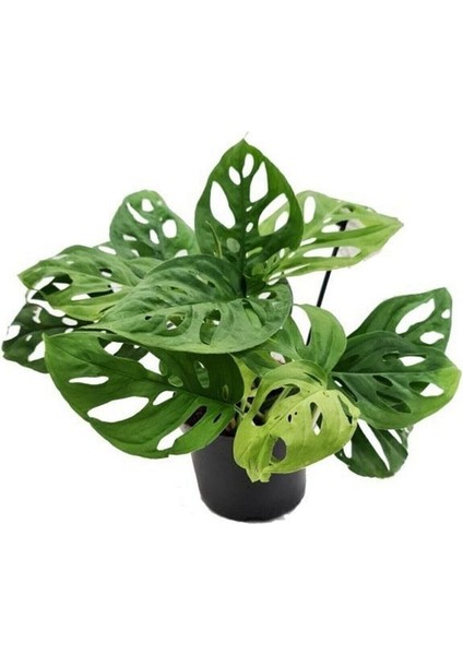 Monstera Adansoni - Monkey 40 cm