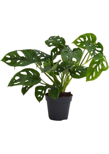 Monstera Adansoni - Monkey 40 cm