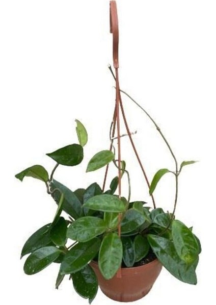 Mum Çiçeği Kokulu Hoya Carnosa