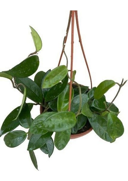 Mum Çiçeği Kokulu Hoya Carnosa fiyatları