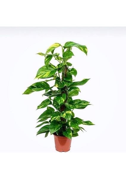 Pothos-Salon Sarmaşığı Destek Çubuklu