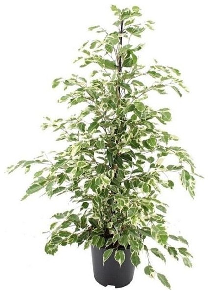 Ficus Benjamin Starlight 110 - 120 cm Ev Salon Ofis Bitkisi