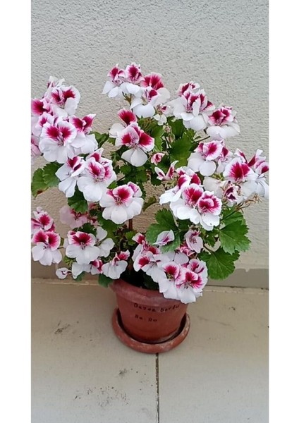 Ceylan Gözlü Sardunya Fidanı Mor Beyaz 10-20 cm fiyatları