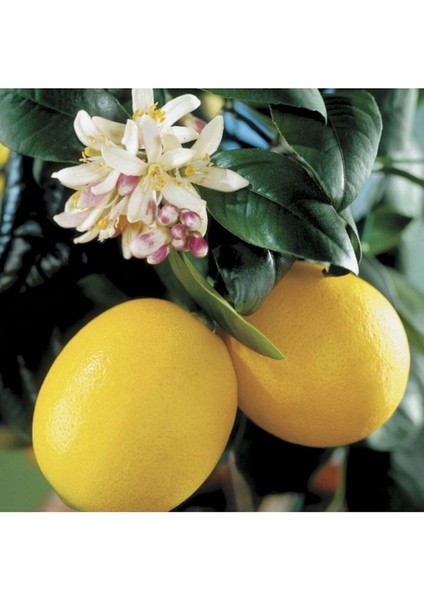 3 Yaş Aşılı Bodur Yediveren Mayer Limon Fidanı