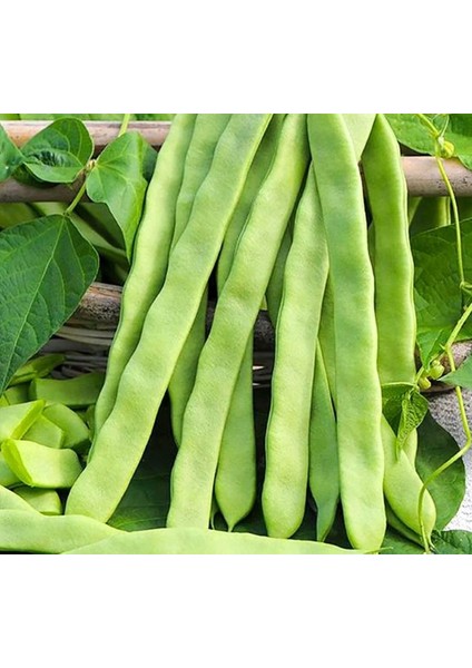 Fasulye Alman Ayşe ( Çoklu Tohum ) - 25 Gram