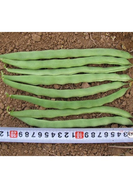 Fasulye Alman Ayşe ( Çoklu Tohum ) - 25 Gram