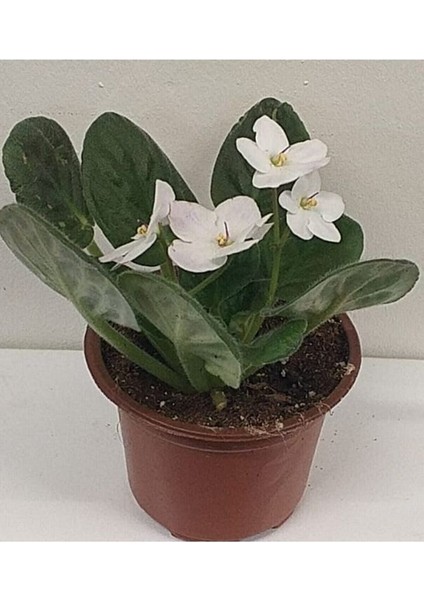 Menekşe (Afrika Menekşesi) Beyaz Menekşe