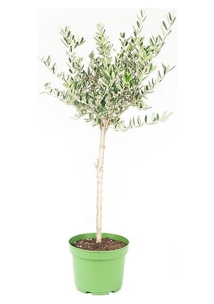 Olea Zeytin Ağacı Baston