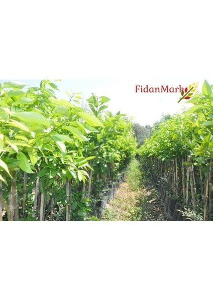 Tüplü Yediveren Limon Fidanı 2 Yaş Aşılı Saksı Yetiştiriciliğine Uygun (90-150 Cm) modelleri