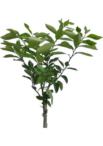 Tüplü Yediveren Limon Fidanı 2 Yaş Aşılı Saksı Yetiştiriciliğine Uygun (90-150 Cm)