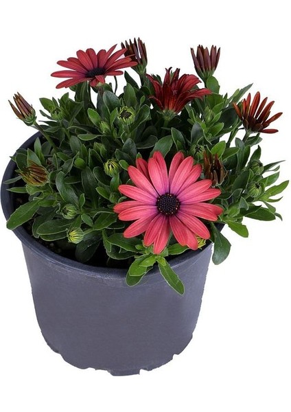 Bodrum Papatyası - Osteospermum - Saksıda Canlı Çiçek - Kırmızı Renk