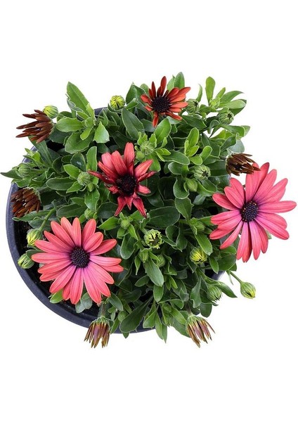 Bodrum Papatyası - Osteospermum - Saksıda Canlı Çiçek - Kırmızı Renk fiyatları
