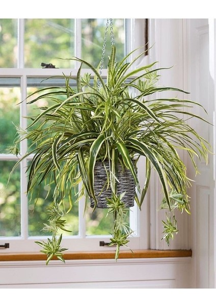 Chlorophytum Comosum Kurdele Çiçeği Askılı Saksıda Dolgun Formlu